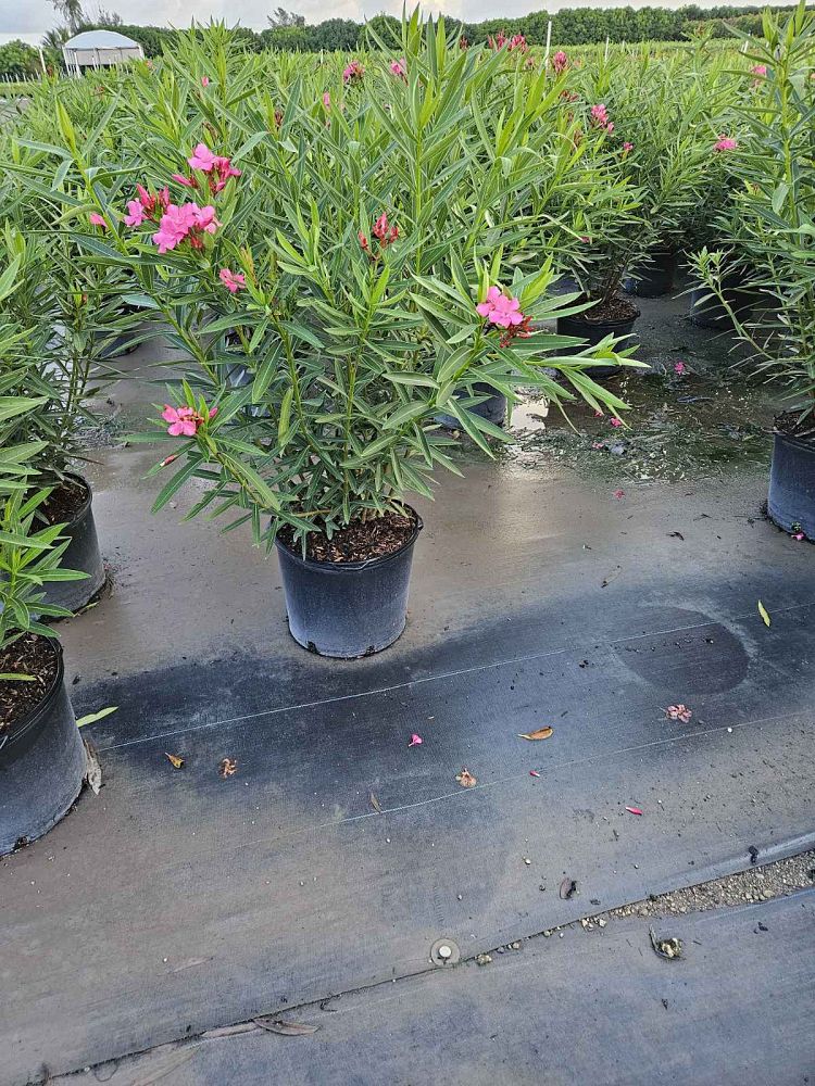 Oleander "Calypso"