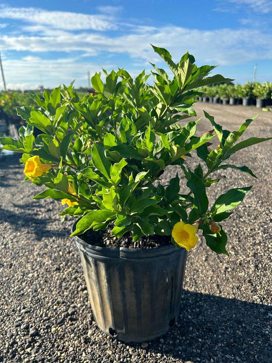 Yellow Allamanda