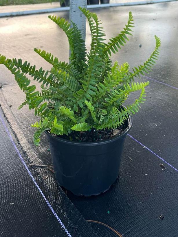 Kimberly Queen Fern (3 gallon)