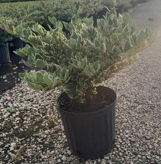 Ligustrum Variegated  (3 gallon)