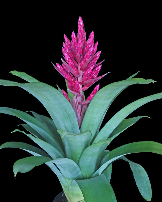 Aechmea 6″ Lady D