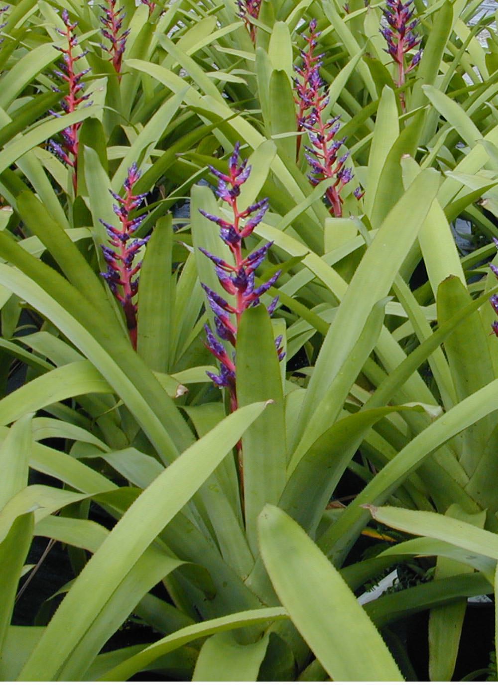 Aechmea 9″ Blue Tango