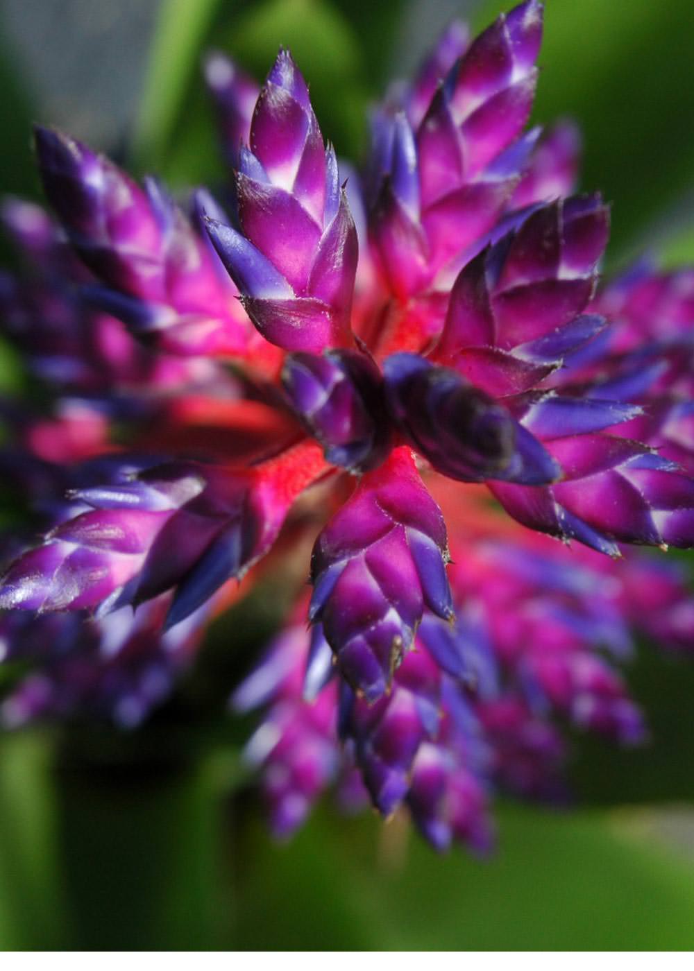 Aechmea 9″ Blue Tango