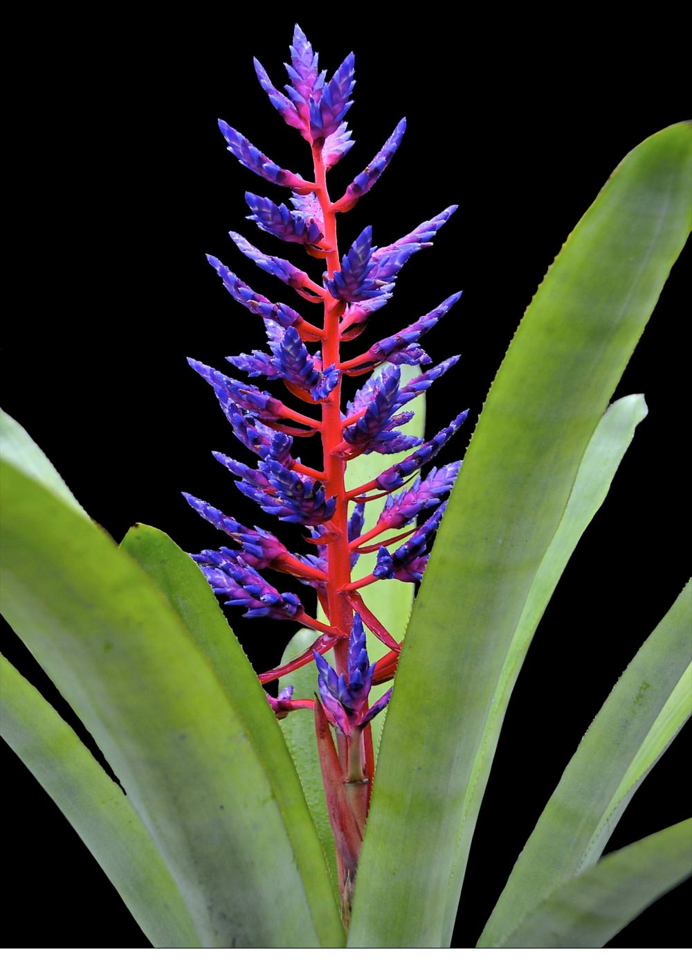 Aechmea 9″ Blue Tango