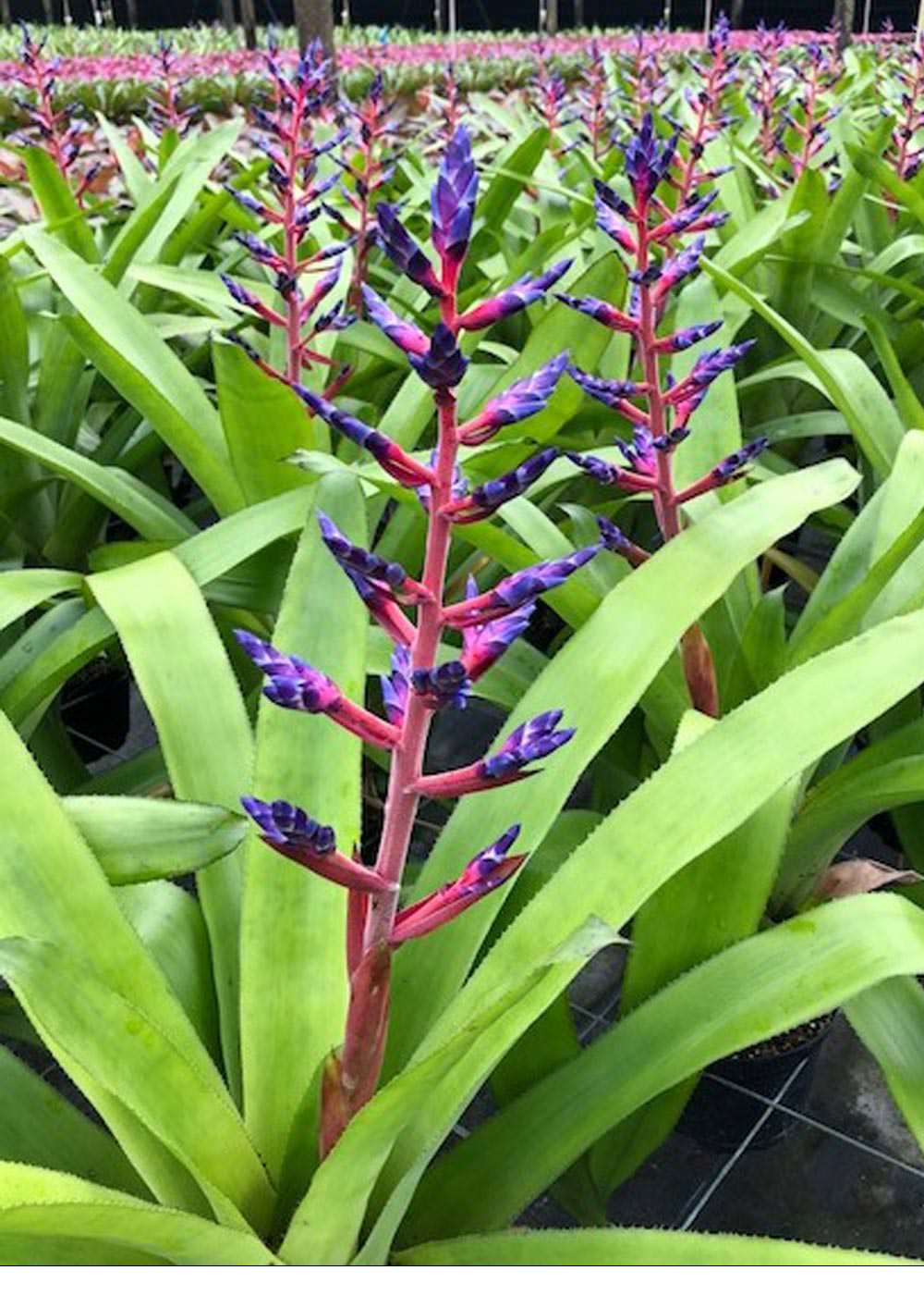 Aechmea 9″ Blue Tango