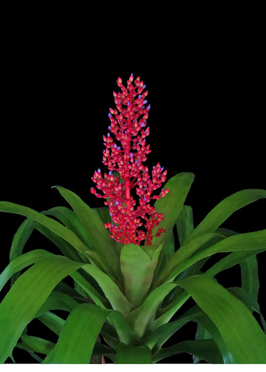 Aechmea 6″ Burning Bush