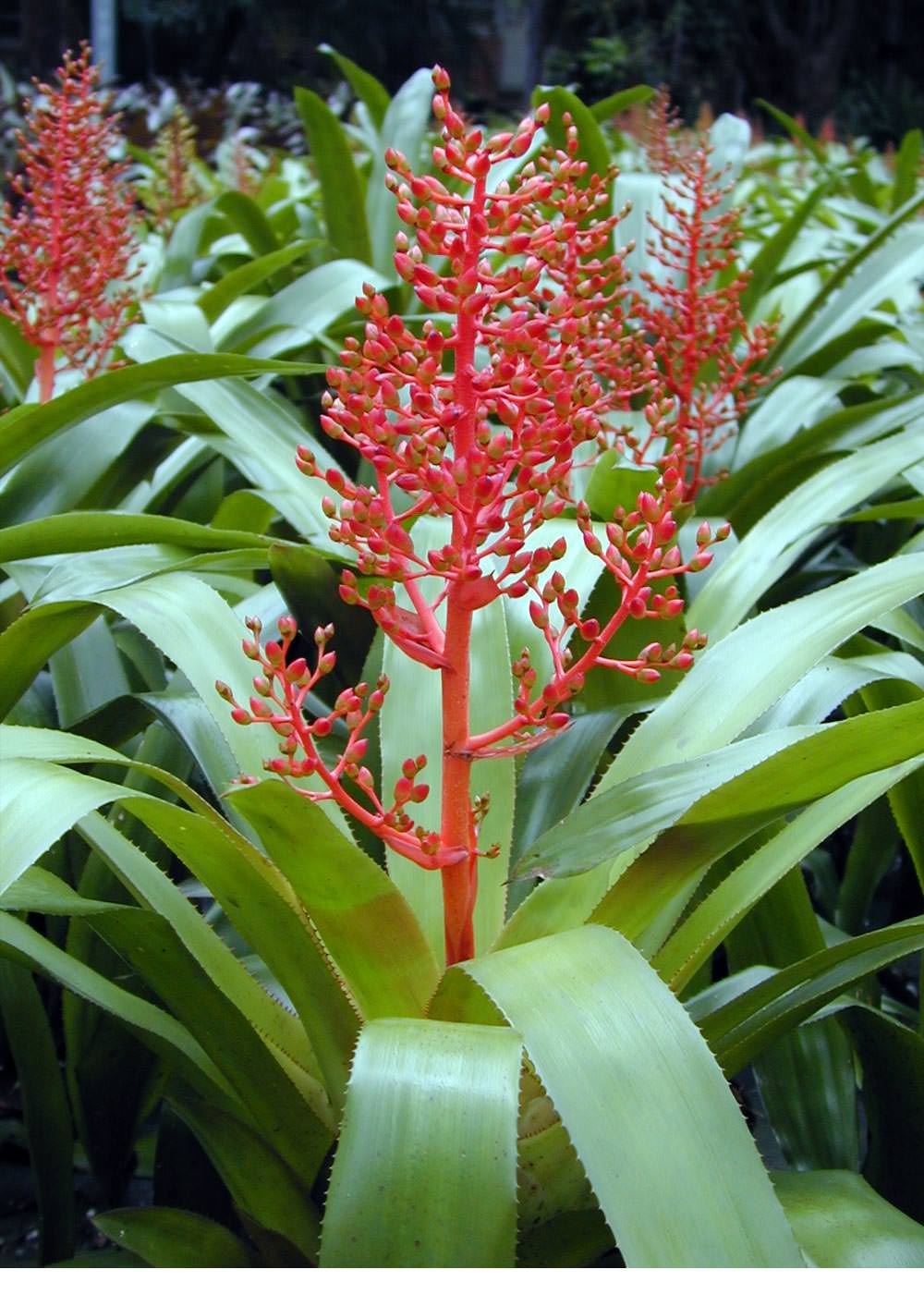 Aechmea 6″ Burning Bush