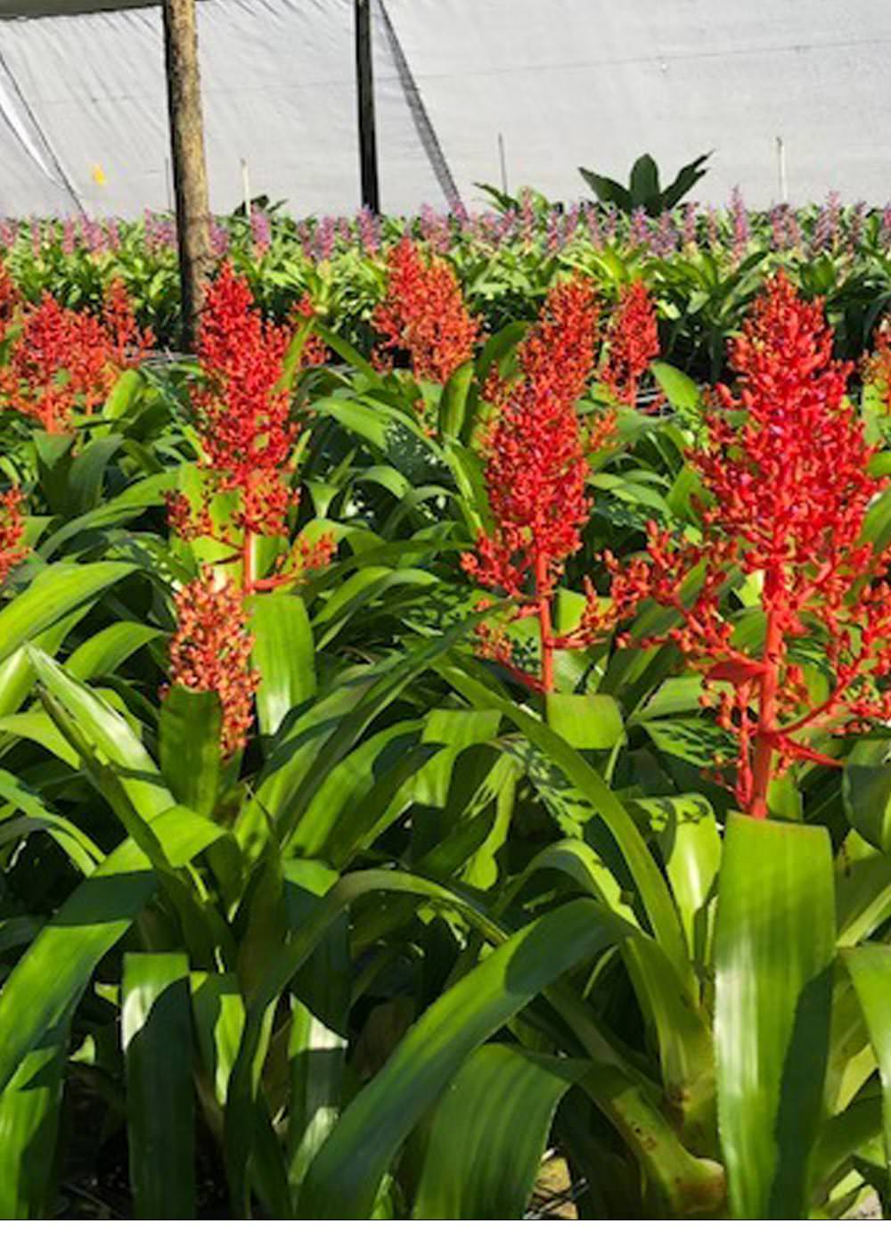 Aechmea 6″ Burning Bush