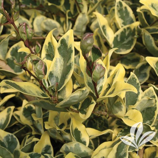 Ligustrum Variegated  (3 gallon)