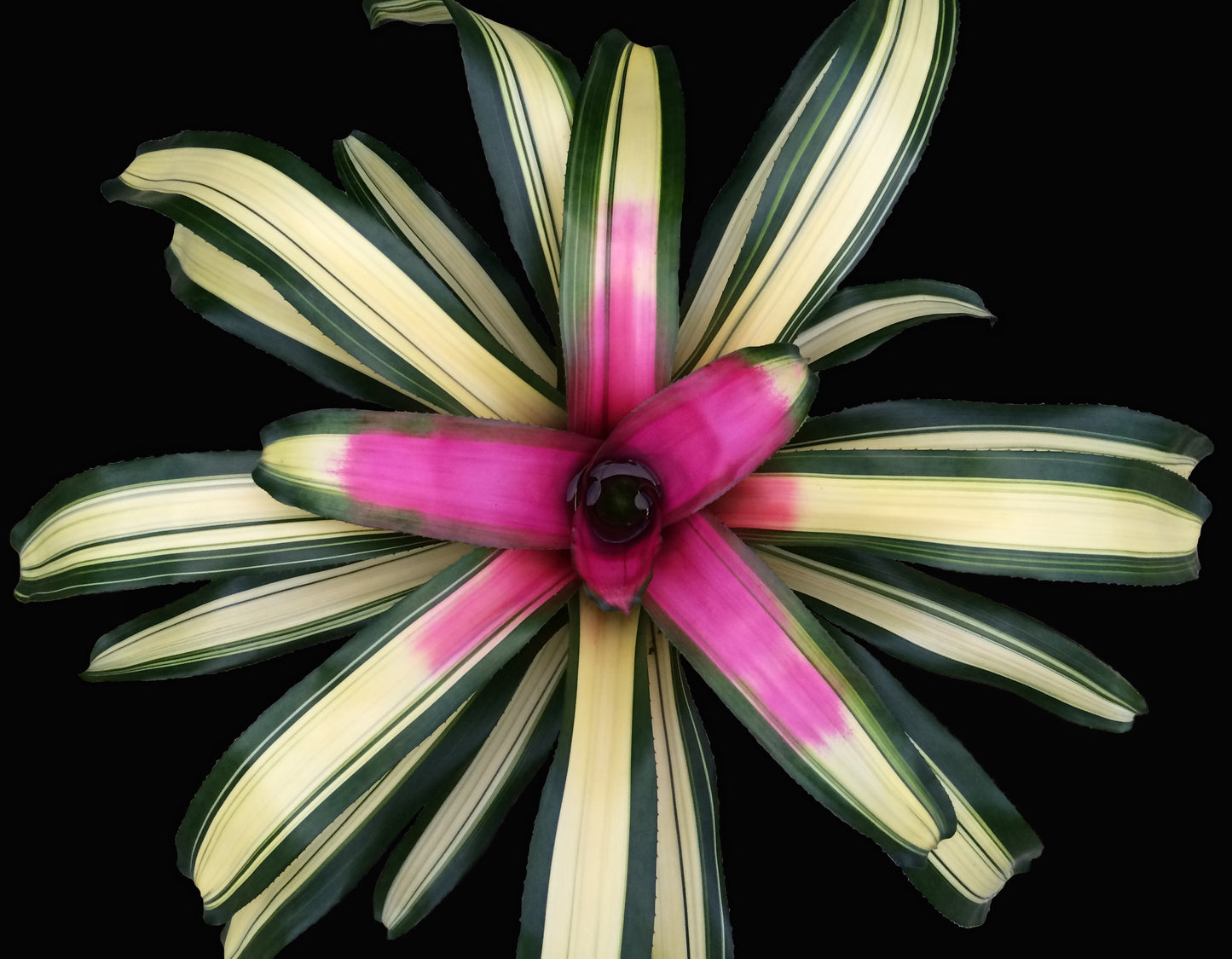 Neoregelia 6″ Full Moon