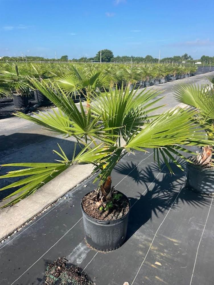 Washingtonia Palm