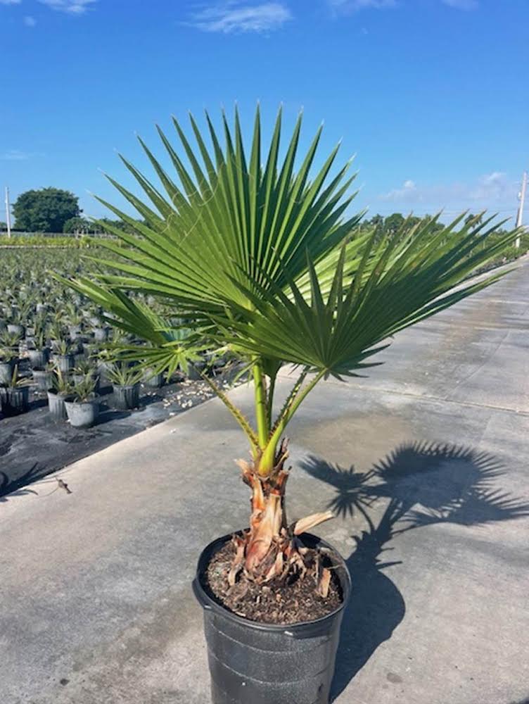 Washingtonia Palm