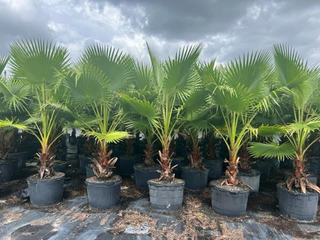 Washingtonia Palm