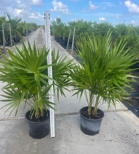 Florida Thatch Palm