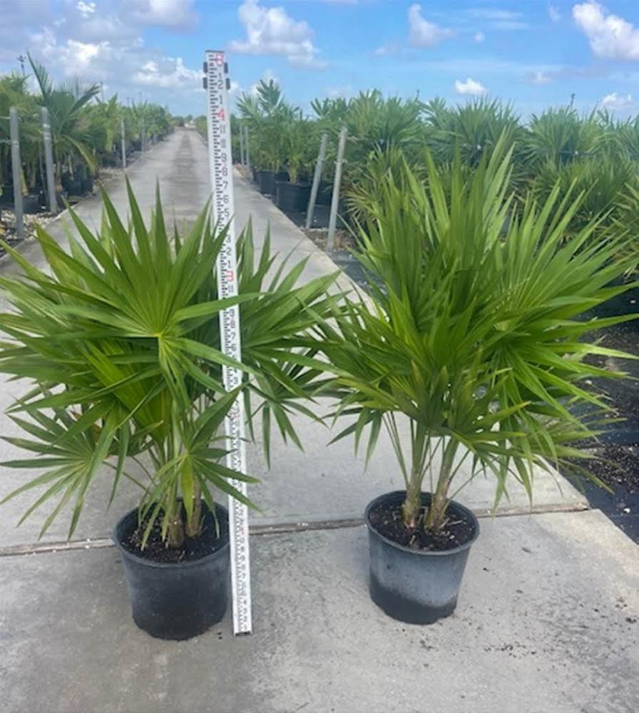 Florida Thatch Palm