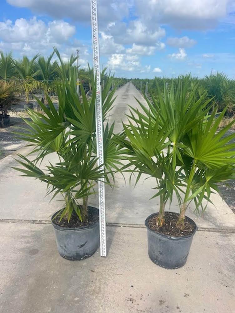 Florida Thatch Palm