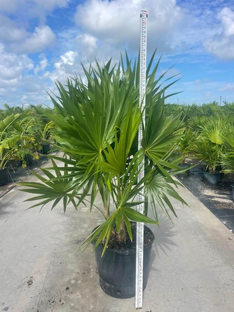 Florida Thatch Palm