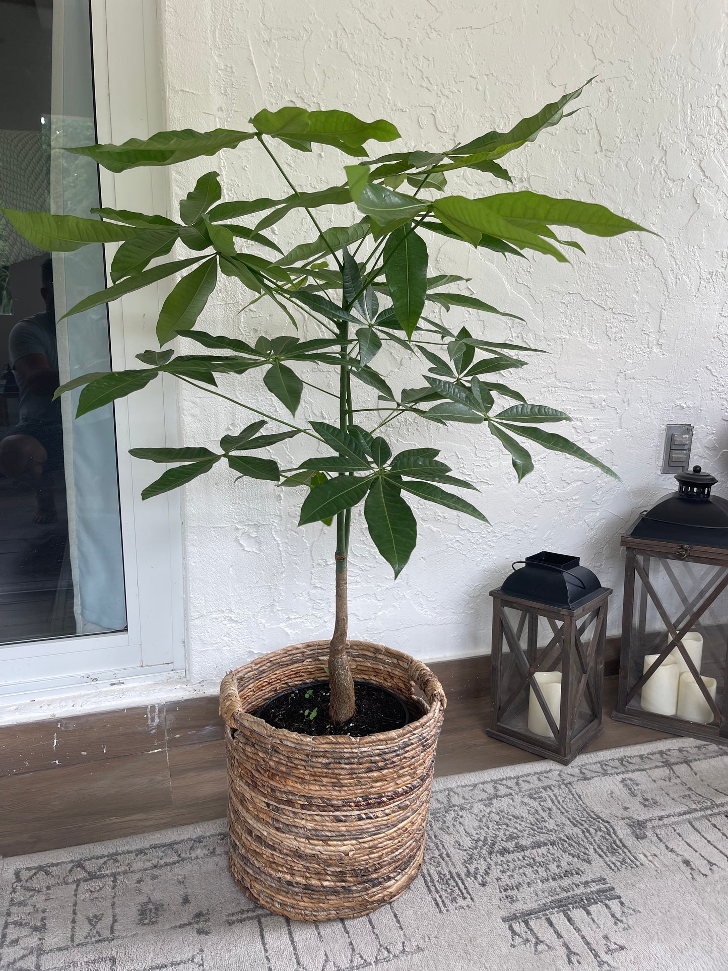 Money Tree (Pachira Aquatica)