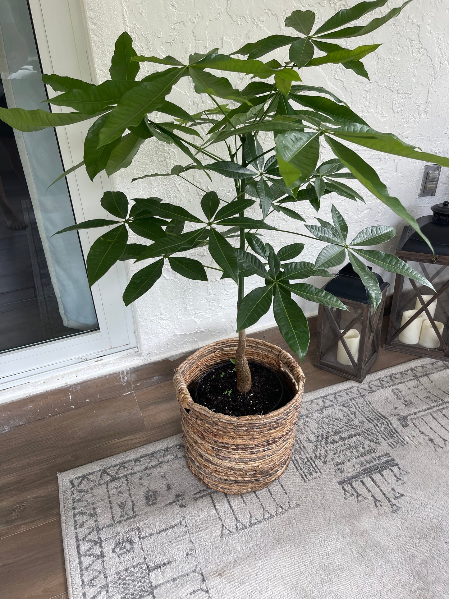 Money Tree (Pachira Aquatica)