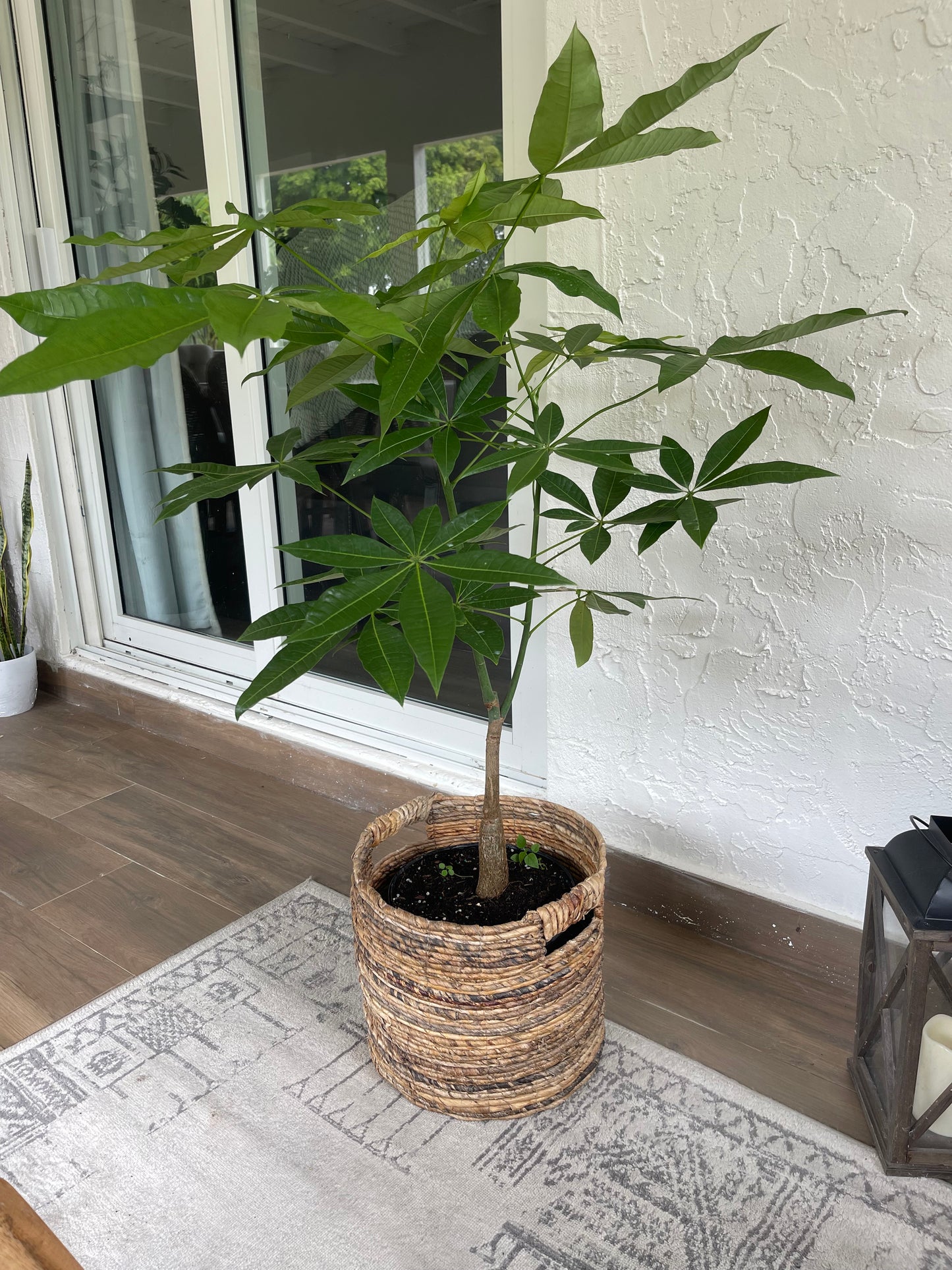 Money Tree (Pachira Aquatica)