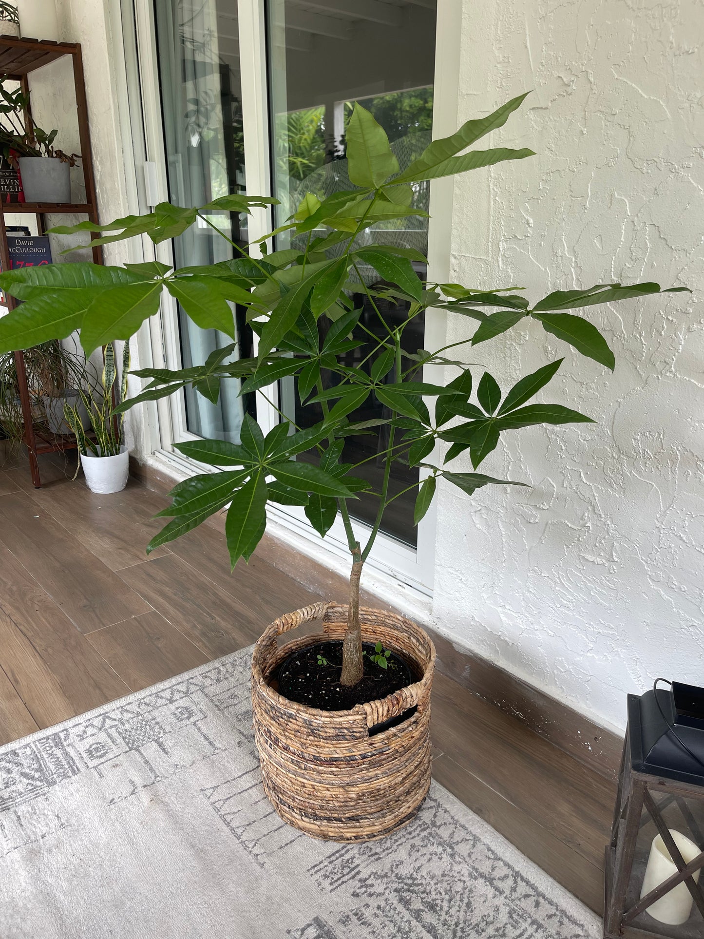 Money Tree (Pachira Aquatica)