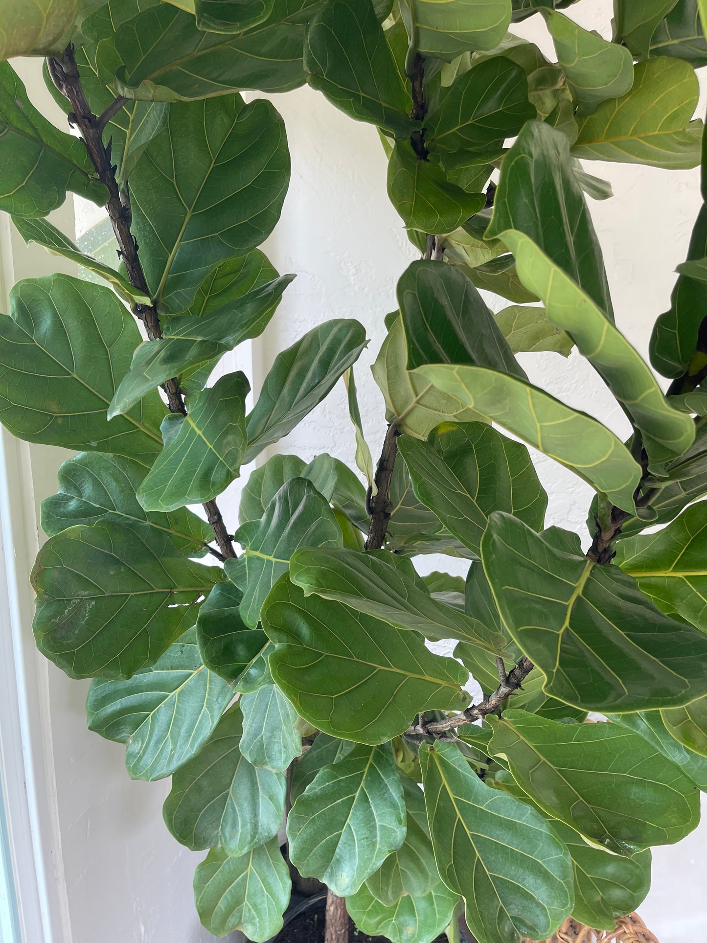 Huge Fiddle Leaf Fig