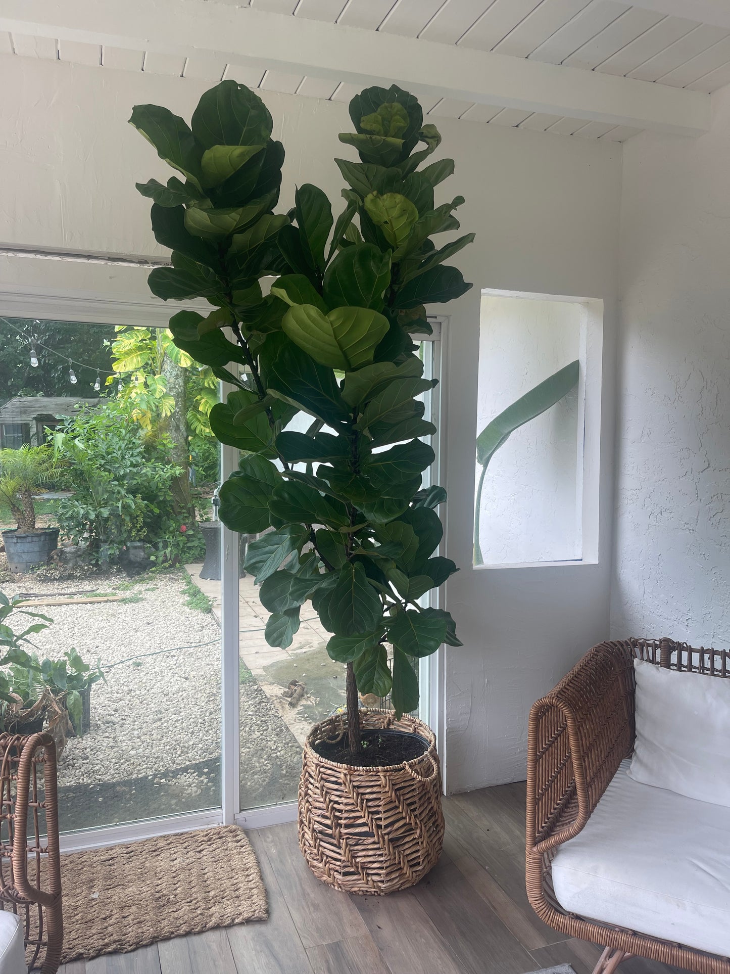 Huge Fiddle Leaf Fig