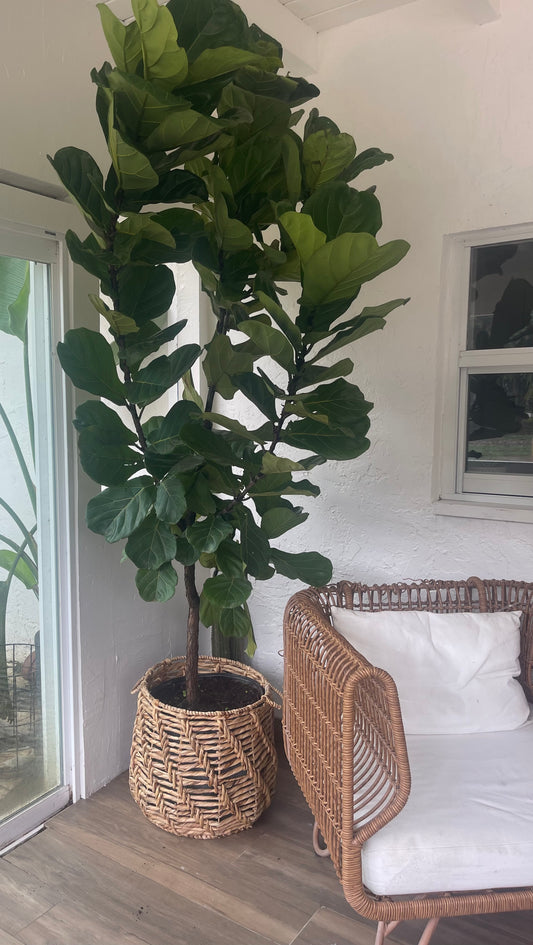 Huge Fiddle Leaf Fig