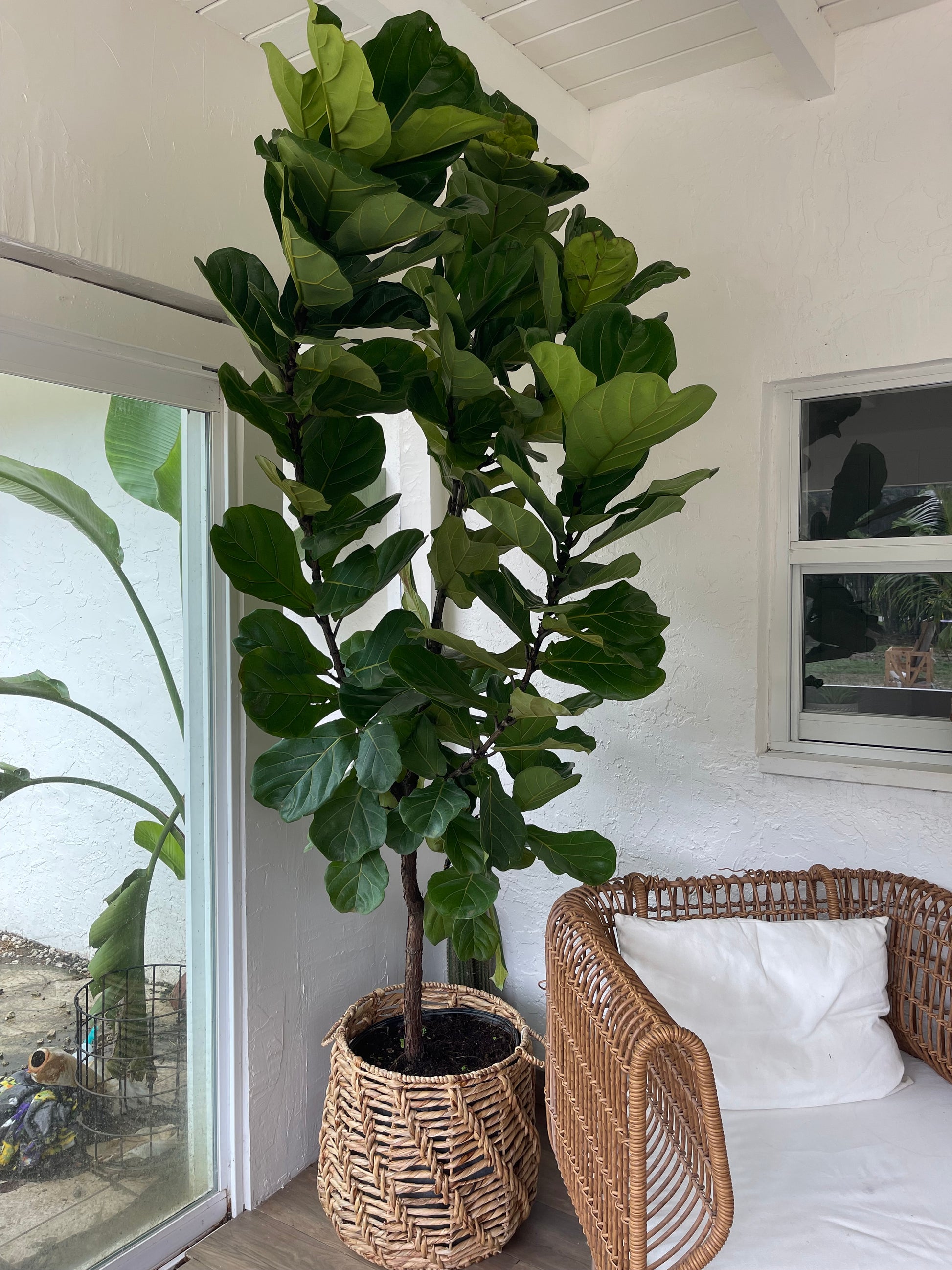 fiddle leaf fig tree with basket bayou breeze Huge Fiddle Leaf Fig – Get House Plants