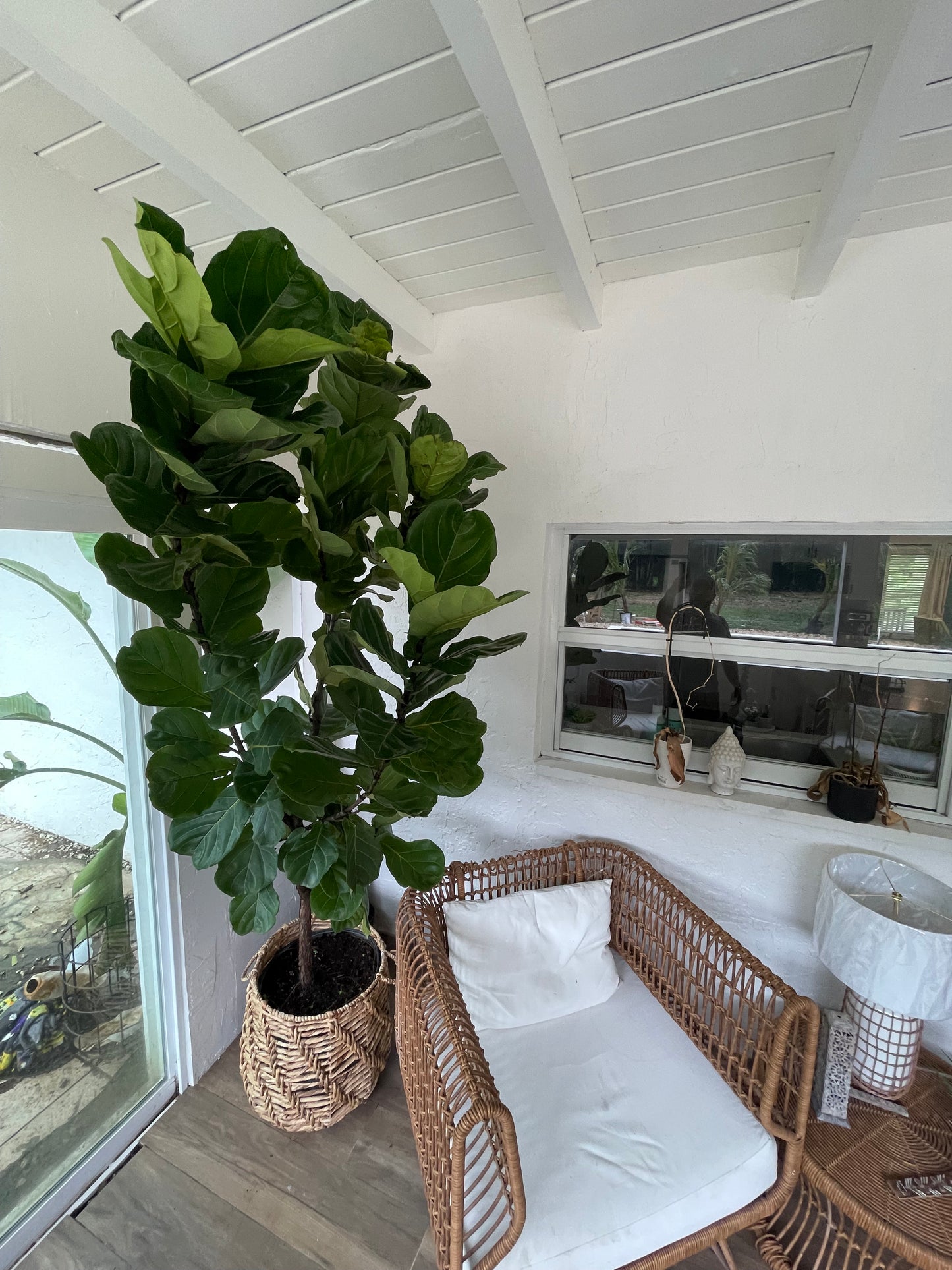 Huge Fiddle Leaf Fig