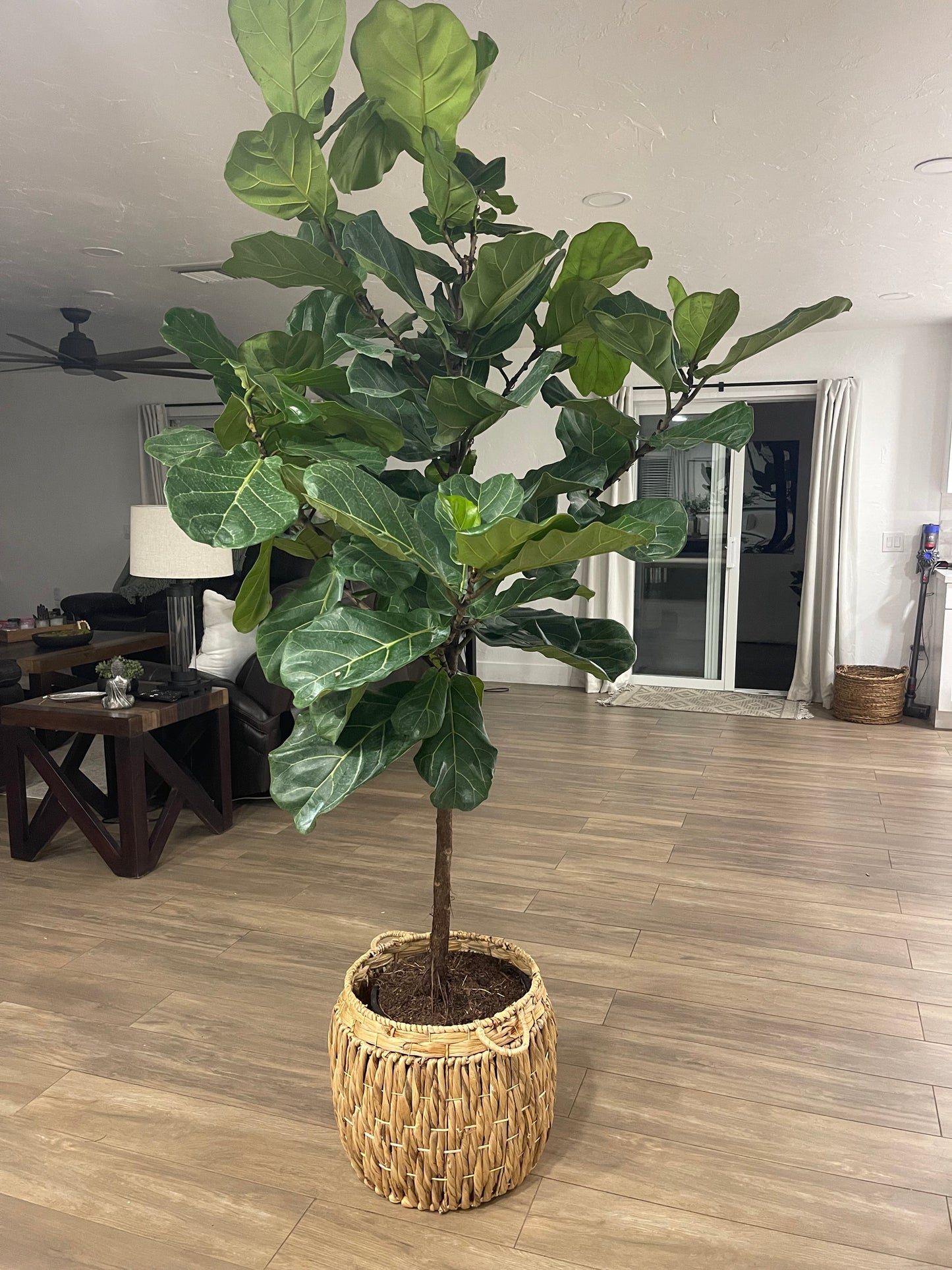 Huge Fiddle Leaf Fig