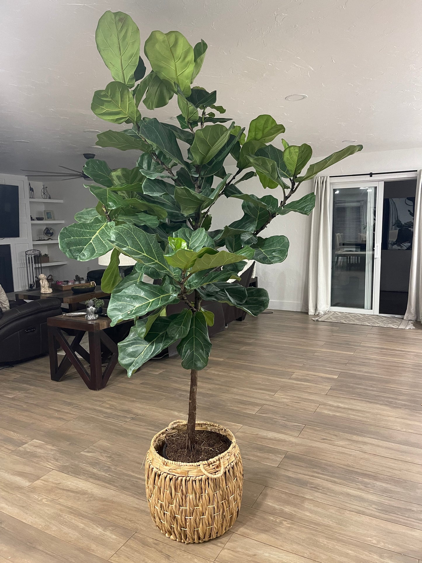 Huge Fiddle Leaf Fig