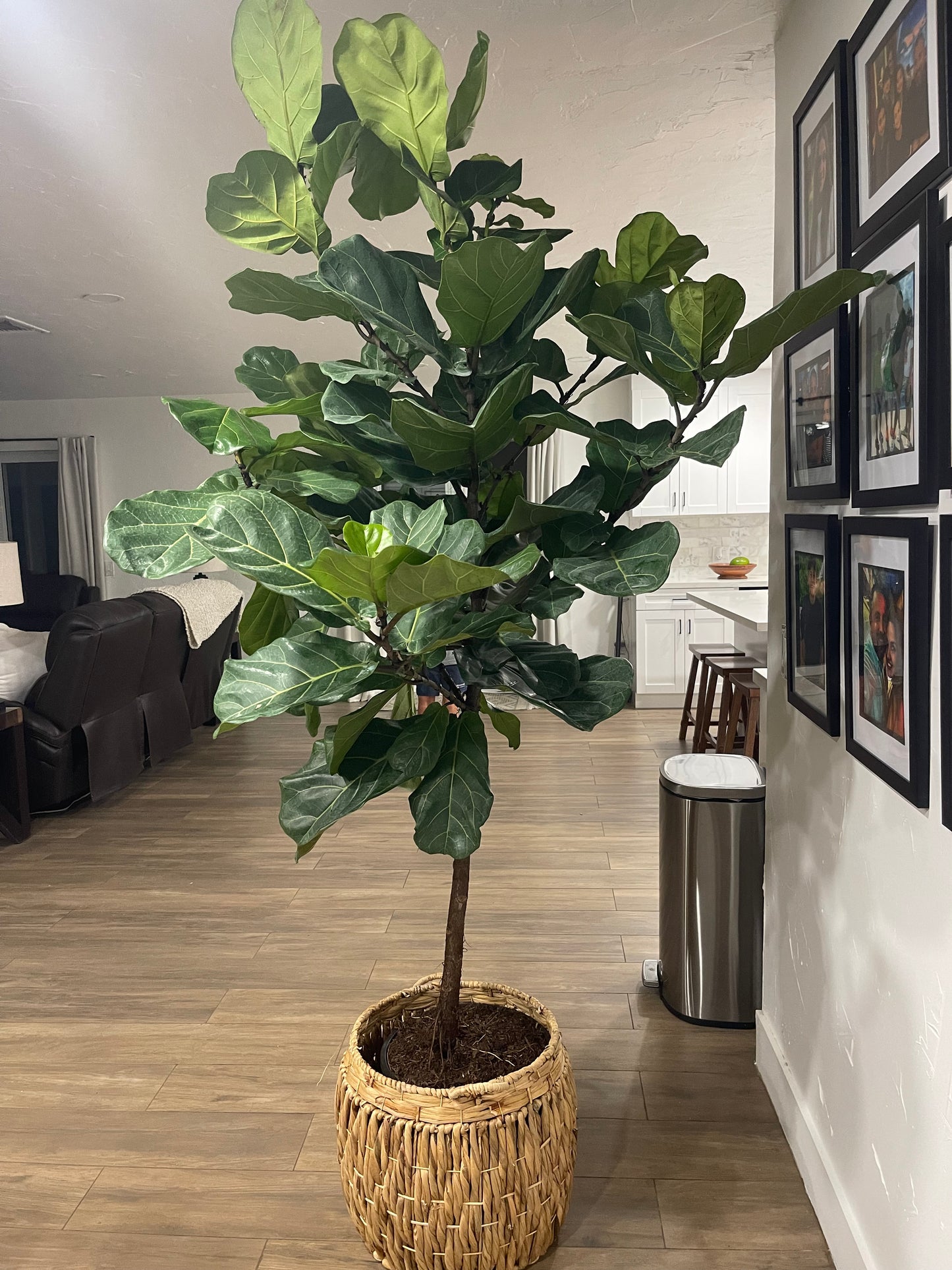 Huge Fiddle Leaf Fig