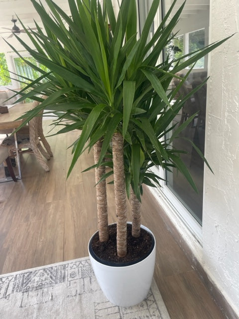 Yucca Plant