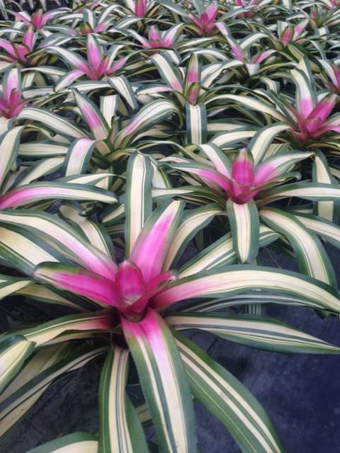 Neoregelia 6″ Full Moon