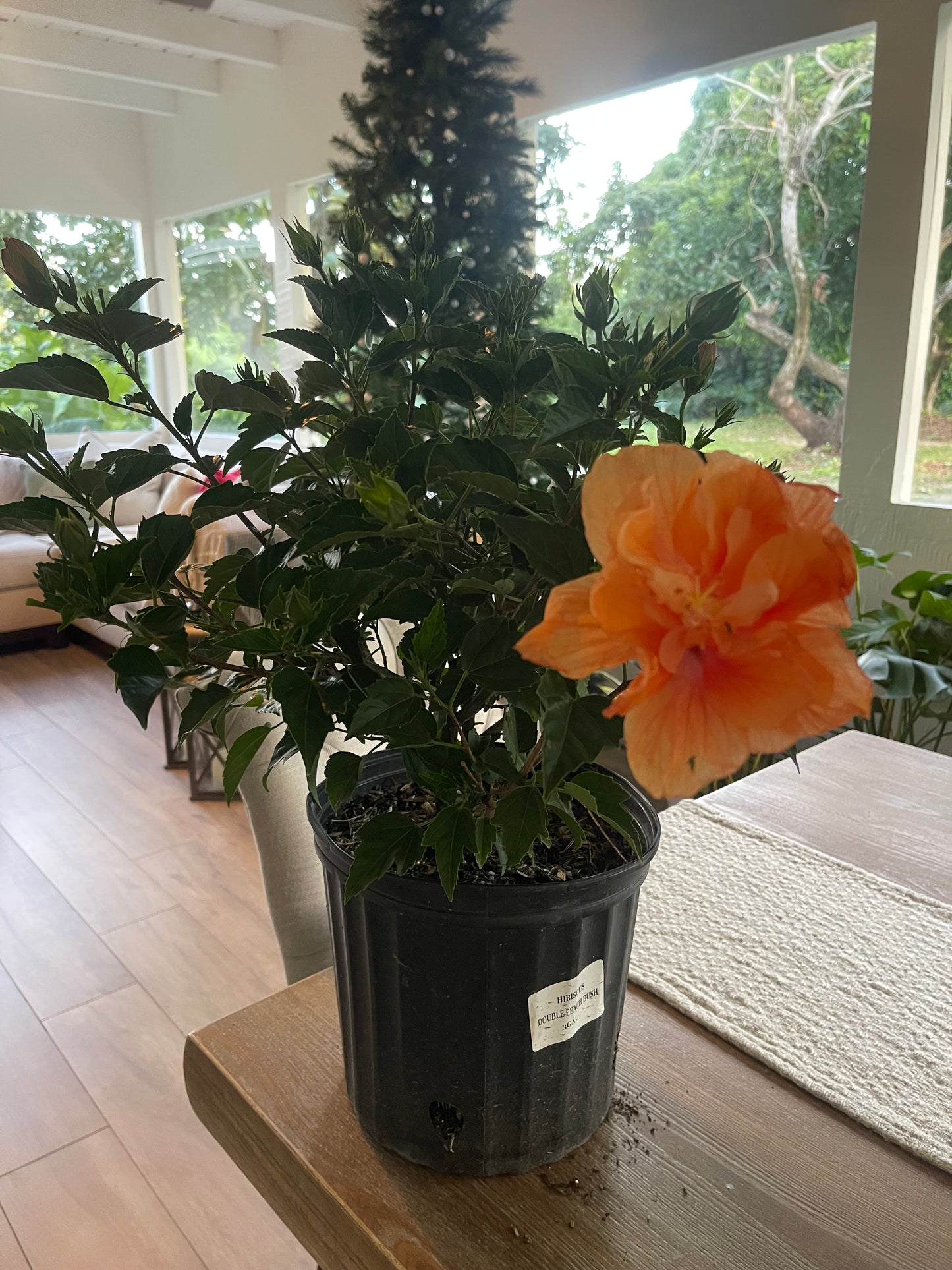 Hibiscus "Double Peach"