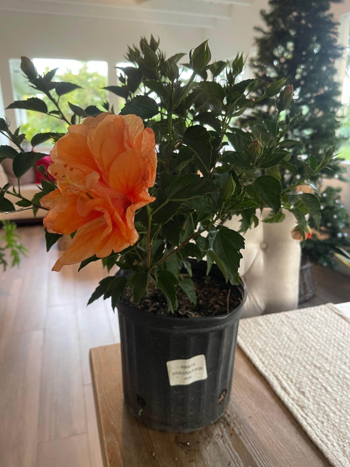 Hibiscus "Double Peach"