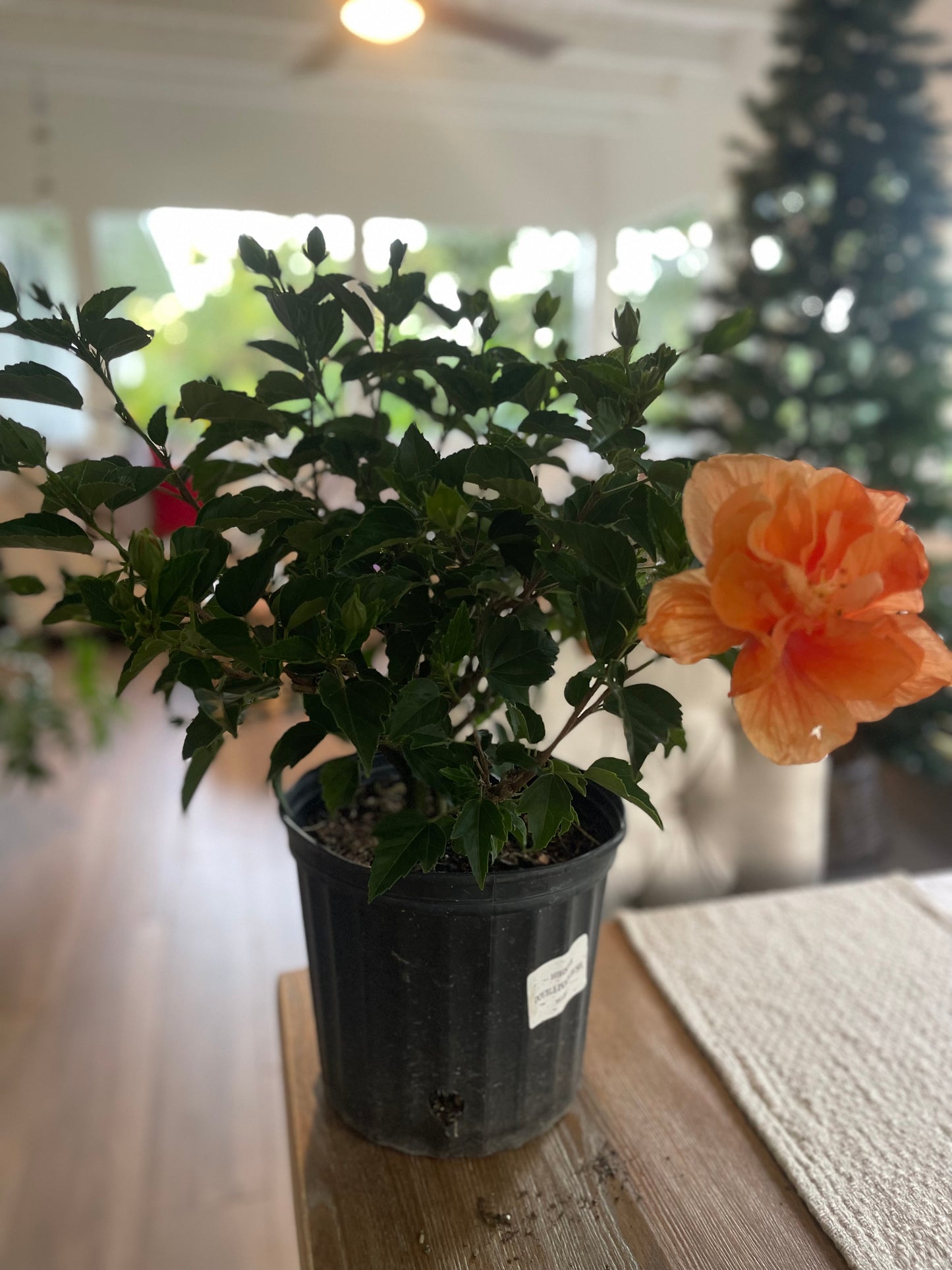 Hibiscus "Double Peach"