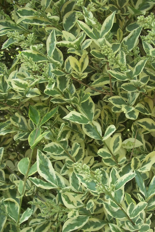 Ligustrum Variegated  (3 gallon)