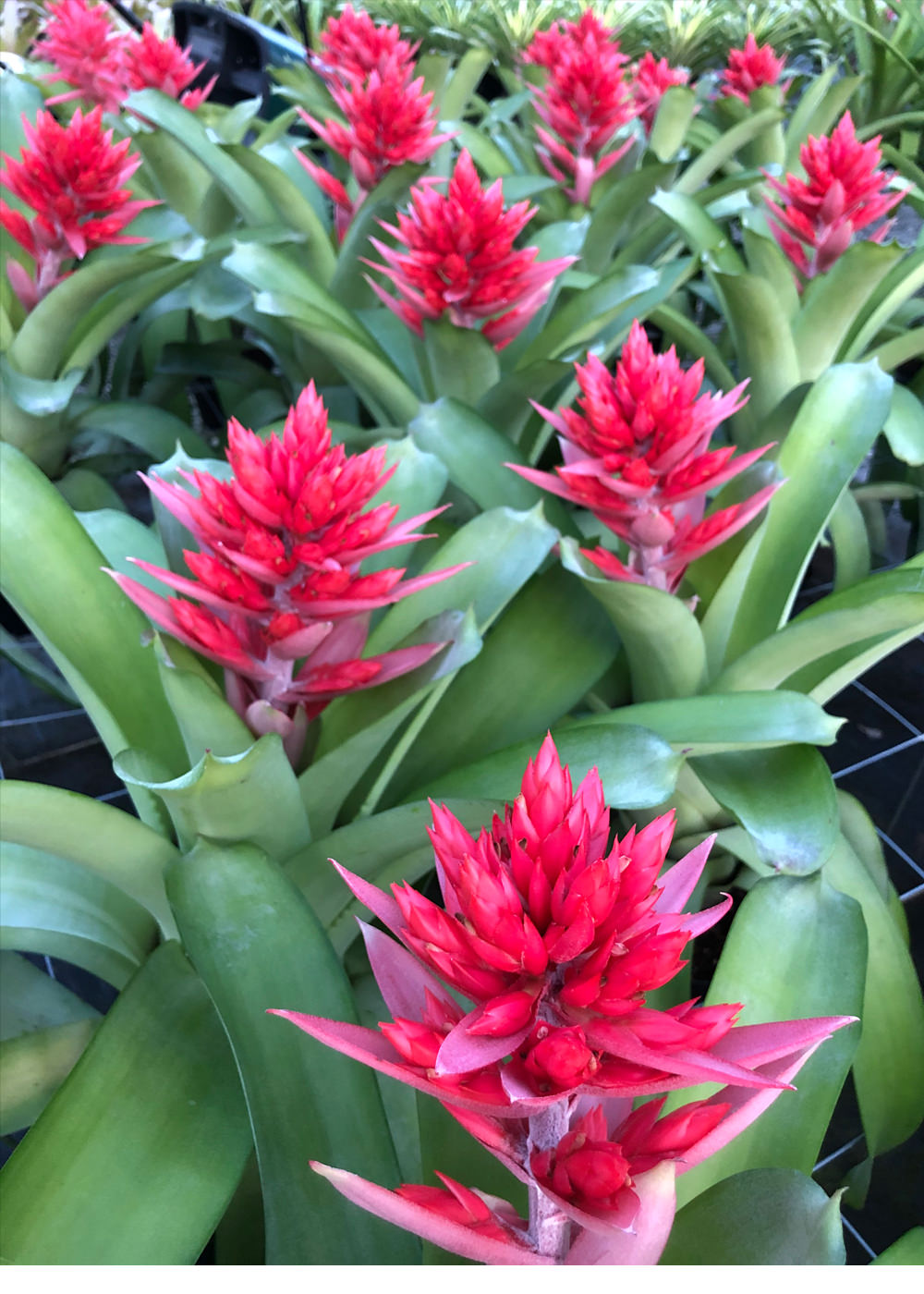 Aechmea 6″ Tomasito