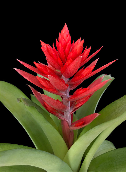 Aechmea 6″ Tomasito