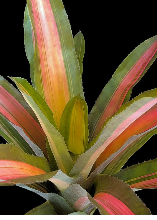 Aechmea 6″ Alvarez