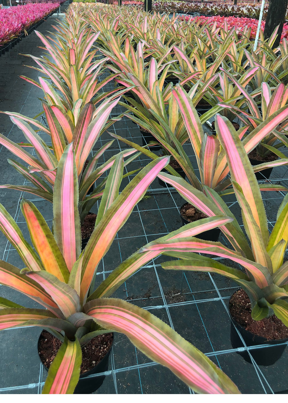 Aechmea 6″ Alvarez