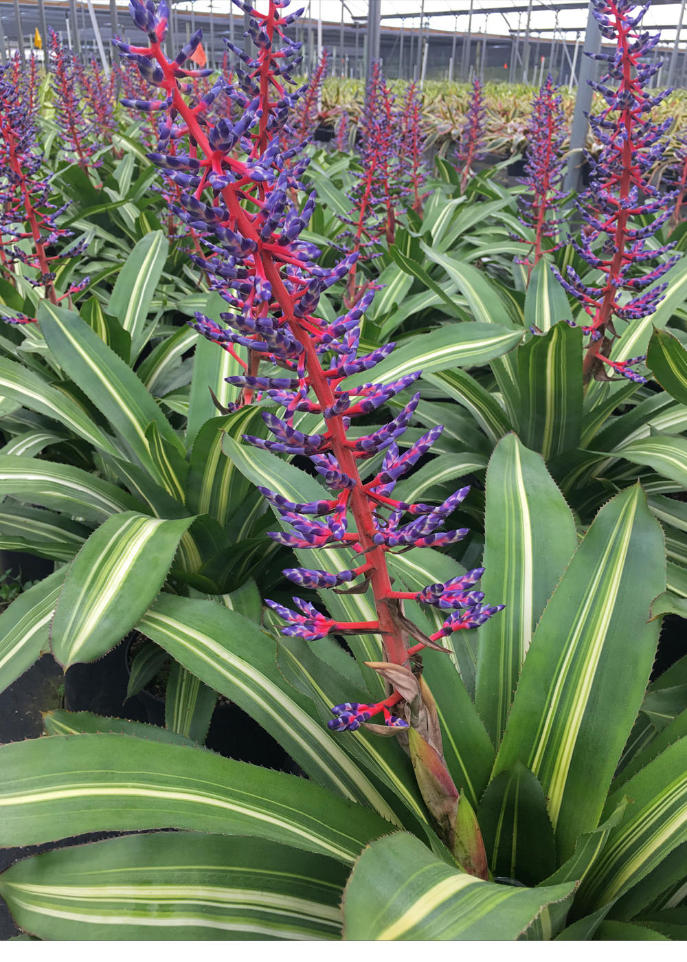 Aechmea 6″ Del Cielo