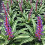 Aechmea 6″ Del Cielo