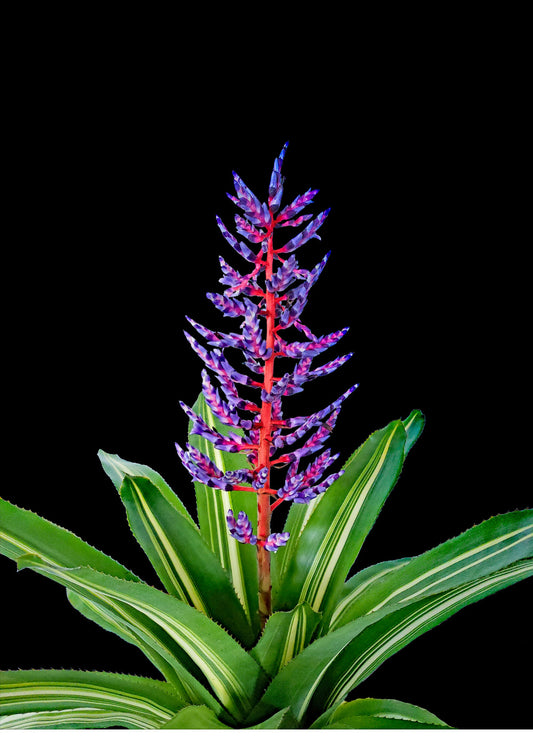 Aechmea 6″ Del Cielo