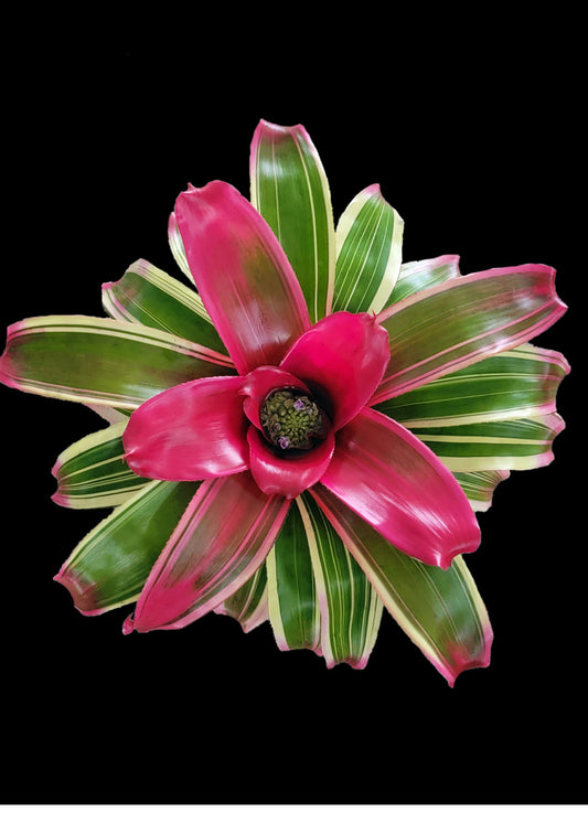 Neoregelia Dharma 6″ pot