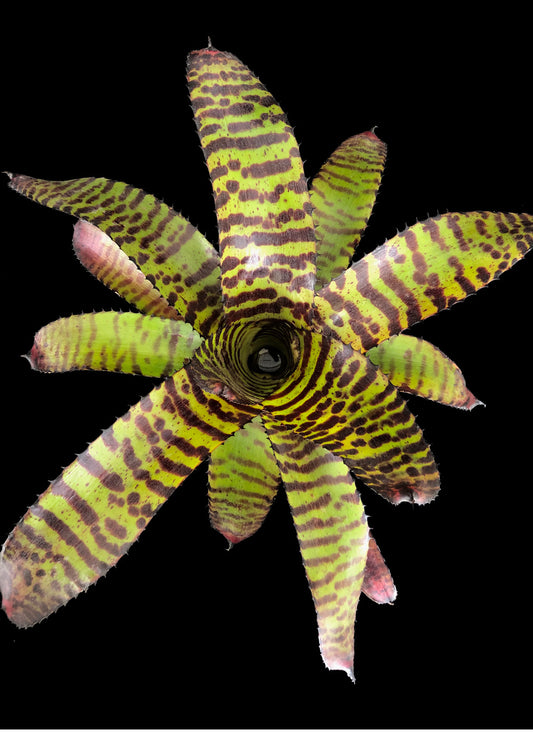 Neoregelia 6″ Dragon