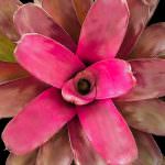 Neoregelia 5″ Grapevine