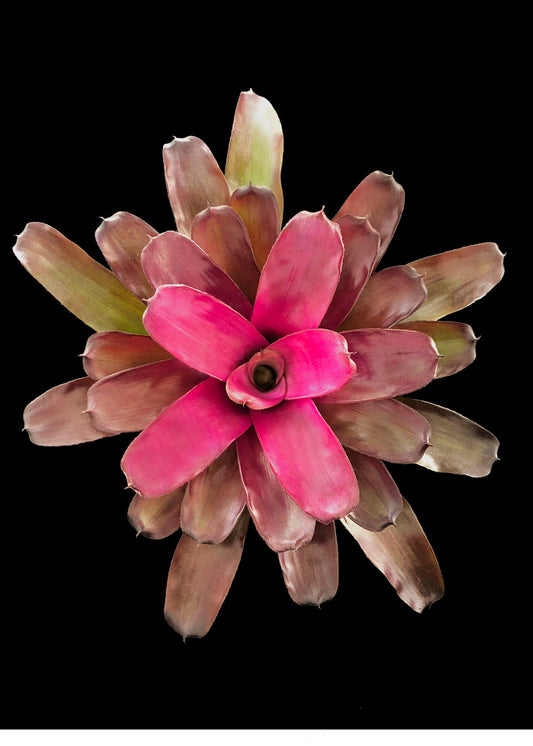 Neoregelia 5″ Grapevine